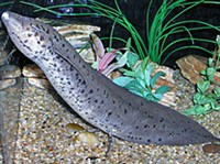 Чешуйчатник (Lepidosiren paradoxa)