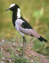 Чибис-кузнец