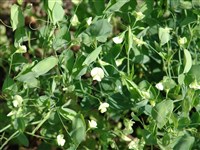 Чина безлисточковая – Lathyrus aphaca L.