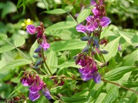 Чина весенняя – Lathyrus vernus (L.) Bernh. (1)