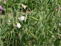 Чина душистая, душистый горошек – Lathyrus odoratus L. (1)