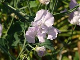 Чина душистая, душистый горошек – Lathyrus odoratus L. (2)