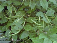 Чина золотистая – Lathyrus aureus (Steven) Brandza.