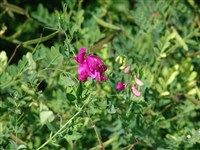 Чина клубневая, горная – Lathyrus tuberosus L.