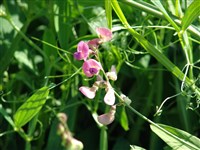 Чина лесная – Lathyrus sylvestris L.