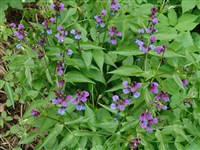 Чина синяя – Lathyrus cyaneus (Steven) K.Koch.