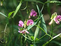 Чина широколистная – Lathyrus latifolius L.