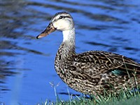 Чирок-свистунок (самка)