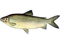 Чир (рисунок)