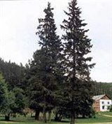 Читинская область (Ямаровка)