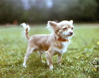 Чихуахуа (1)