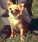 Чихуахуа (2)