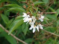 Чубушник Левиза – Philadelphus lewisii Pursh.