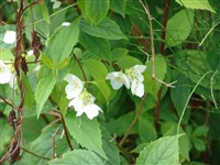 Чубушник Лемуана – Philadelphus x lemoinei Lemoine.