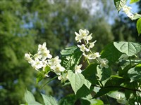 Чубушник Сатцуми – Philadelphus satsumanus Miq.