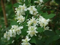 Чубушник Шренка – Philadelphus schrenkii Rupr. (1)