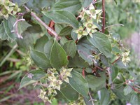 Чубушник венечный, душистый, обыкновенный, бледный – Philadelphus coronarius L. (1)