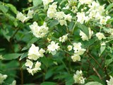 Чубушник венечный, душистый, обыкновенный, бледный – Philadelphus coronarius L. (2)