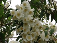 Чубушник войлочный – Philadelphus tomentosus Royle.