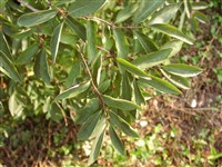 Чубушник девичий – Philadelphus x virginalis Rehd.