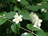 Чубушник кавказский – Philadelphus caucasicus Koehne.