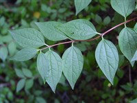 Чубушник мелколистный – Philadelphus microphyllus A.Gray.