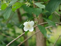 Чубушник непахучий – Philadelphus inodorus L. (1)