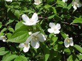 Чубушник непахучий – Philadelphus inodorus L. (2)