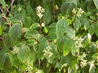 Чубушник пекинский – Philadelphus pekinensis Rupr.