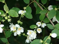 Чубушник полиантовый, многоцветковый – Philadelphus x polyanthus Rehd.