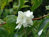 Чубушник полузонтичный, обильноцветущий – Philadelphus x cymosus Rehd.