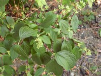 Чубушник полуседой, Вилсона – Philadelphus subcanus Koehne.