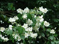 Чубушник пушистый, широколистный – Philadelphus pubescens Lois.