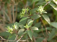 Чубушник седоватый – Philadelphus incanus Koehne. (1)