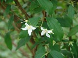 Чубушник седоватый – Philadelphus incanus Koehne. (2)