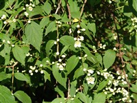 Чубушник тонколистный – Philadelphus tenuifolius Rupr.ex Maxim.