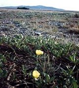 Чукотский округ (мак)