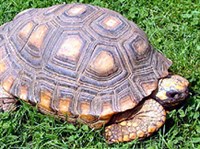 ШАБУТИ (Geochelone denticulata)