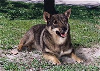 ШВЕДСКИЙ ВАЛЬХУНД