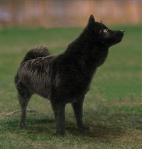 ШВЕДСКИЙ ЛАППХУНД