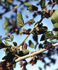 ШЕЛКОВИЦА БЕЛАЯ И ЧЕРНАЯ