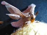 ШЕЛКОВОДСТВО (тутовый шелкопряд)