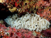 ШЕСТИЛУЧЕВЫЕ ГУБКИ (Стеклянные губки)