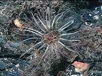 ШЕСТИЛУЧЕВЫЕ КОРАЛЛЫ (Цериантария)