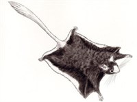 ШИПОХВОСТЫ