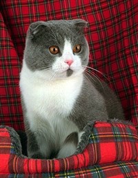 ШОТЛАНДСКАЯ ВИСЛОУХАЯ КОШКА (Бело-голубая кошка)