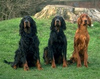 ШОТЛАНДСКИЕ СЕТТЕРЫ