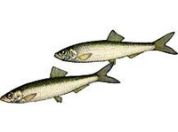 ШПРОТ (рисунок)