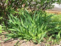 Шалот (лук-шалот)