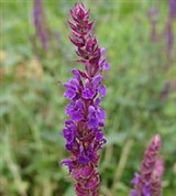 Шалфей (Шалфей дубравный)